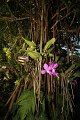 Phalaenopsis   055